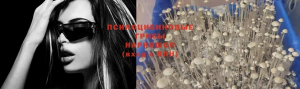 хмурый Аркадак