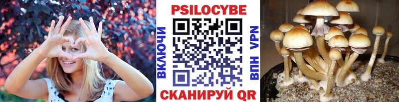 цены наркотик  Закаменск  Галлюциногенные грибы мицелий 